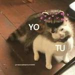 Gatitos Shitposting 2