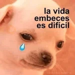 MEME PERRITO