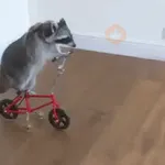 Pedro, Pedro, Pedro ✨🦝mapache 