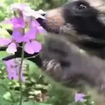 Pedro, Pedro, Pedro ✨🦝mapache 