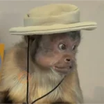Monitos graciosos🤣 