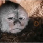 Monitos graciosos🤣 