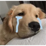 Perritos para reaccionar 🐶🥰💞 