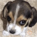Perritos para reaccionar 🐶🥰💞 