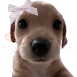 Doggies Memes 