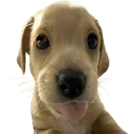 Doggies Memes 