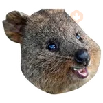 Quokkas, los Animales Más Felices del Mundo