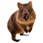 Quokkas, los Animales Más Felices del Mundo
