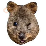 Quokkas, los Animales Más Felices del Mundo