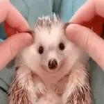 Erizo 🦔 Mov