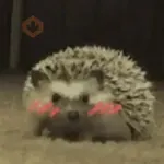 Erizo 🦔 Mov