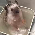 Erizo 🦔 Mov