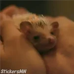 Erizo 🦔 Kinnporsche 💥