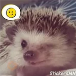 Erizo 🦔