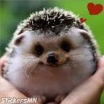 Erizo 🦔