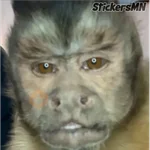 Memes Del Monito🐵🐒