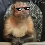 Memes Del Monito🐵🐒