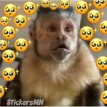Memes Del Monito🐵🐒