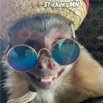 Memes Del Monito🐵🐒