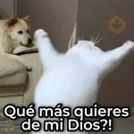 Mix de Animalitos! 🐶 
