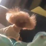 🎵 TIKTOKeando 22🎵 
