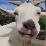 🎵 TIKTOKeando 22🎵 
