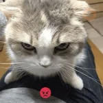 kucing marah 
