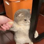 kucing marah 
