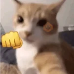 kucing marah 

