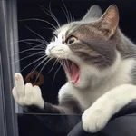 kucing marah 
