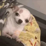 doguinhos animadas  

