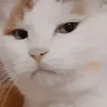 Badutmu 

