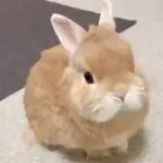 Perro con rosa