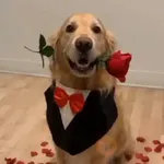Perro con rosa