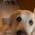 Perro con rosa