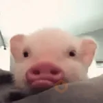 ANIMALITOS 🌟🥹
