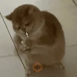 ANIMALITOS 🌟🥹

