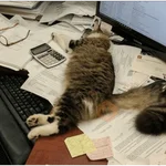 Gatitos tiernos😍
