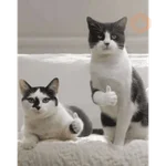Gatitos tiernos😍
