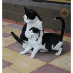 Gatitos tiernos😍
