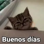 🤎Gatitos con Frases⓷🐈‍⬛😼
