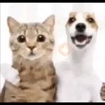 pipipiter la anguila memes 🤣
