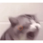 pipipiter la anguila memes 🤣
