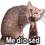 Gatitos pa tu Chat😺💗
