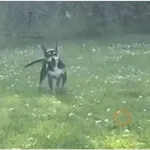 Tiktok Virales Mix 4😎🤙 
