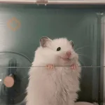 🐹Ratitas cutes🐹 
