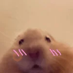 🐹Ratitas cutes🐹 
