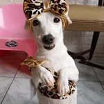🐶 PERRO SONRIENTE MOODS 🐾 

