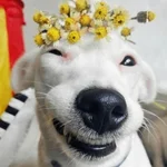 🐶 PERRO SONRIENTE MOODS 🐾 
