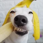🐶 PERRO SONRIENTE MOODS 🐾 
